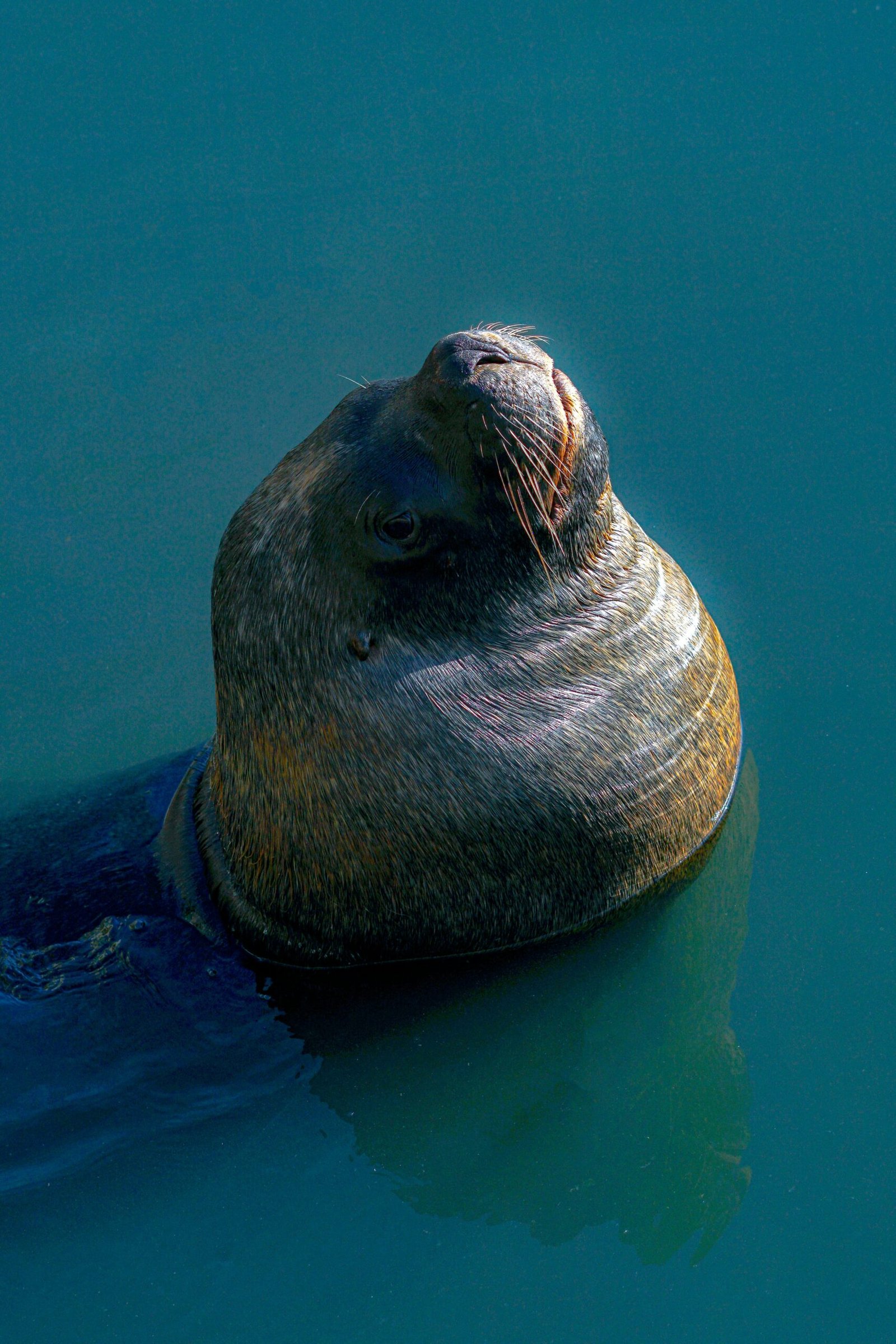 a seal in the water with its head above the water's surface